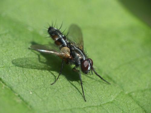 Réf. 263 595 : Mintho rufiventris